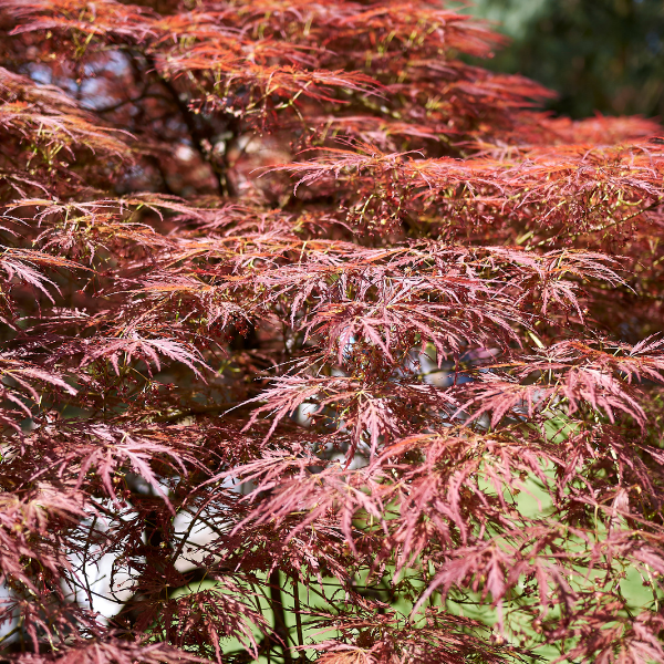 Erable du Japon 'Trompenberg' - Acer palmatum 'Trompenberg'