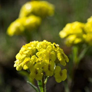Passerage des montagnes 'Berggold' - Alyssum montanum 'Berggold'
