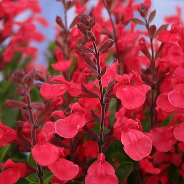 Sauge buissonnante rouge - Salvia x jamensis flammenn
