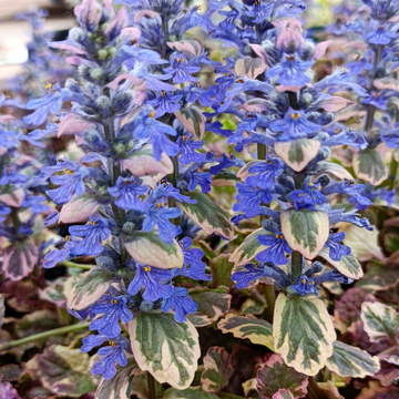 Bugle rampant 'Burgundy Glow' - Ajuga reptans 'Burgundy Glow'