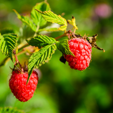 Framboisier 'Tulameen' - Rubus idaeus 'Tulameen'