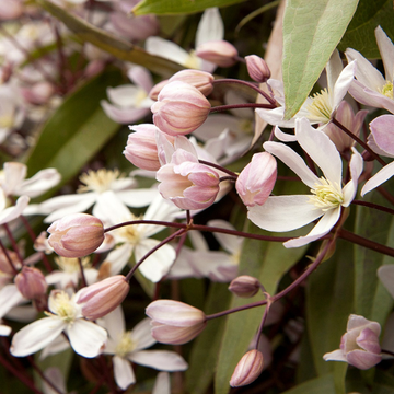 Clématite d'Armand 'Apple Blossom' - Clematis armandii 'Apple Blossom'