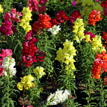 Antirrhinum varié