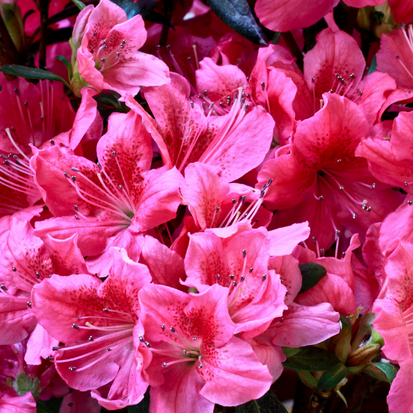 Azalea Japonica ‘Toreador’ - Azaléa Japonica ‘Toreador’