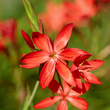 Lis des cafres rouge - Hesperantha (Schizostylis) coccinea rubra
