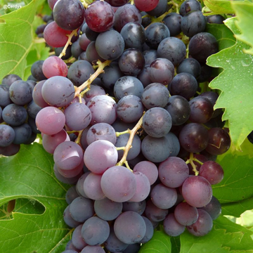 Vigne Ampelia® 'Aladin' - Vitis vinifera 'Ampelia® Aladin'