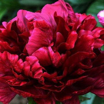 Pivoine Lacti. François Ortegat