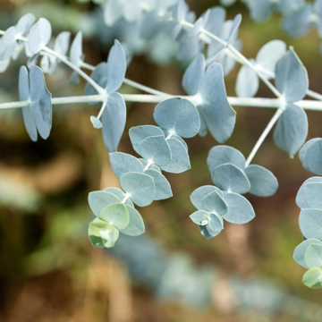 Gommier argenté - Eucalyptus pulverulenta Baby blue
