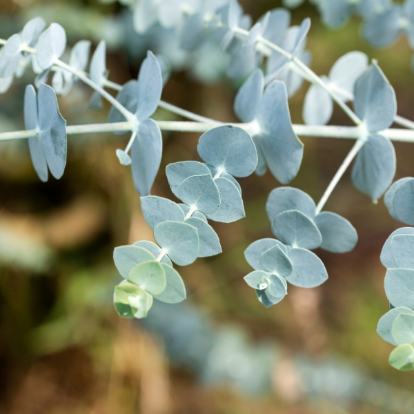 Gommier argenté - Eucalyptus pulverulenta Baby blue