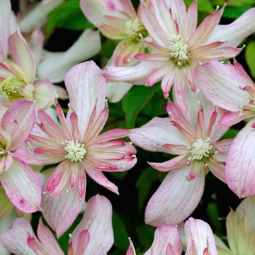 Clématite des montagnes'Marjorie' - Clematis montana 'Marjorie'