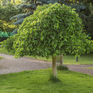 Mûrier pleureur - Morus alba 'Pendula'