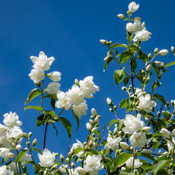 Philadelphus Mr Robinson
