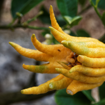 Citronnier Main De Bouddha