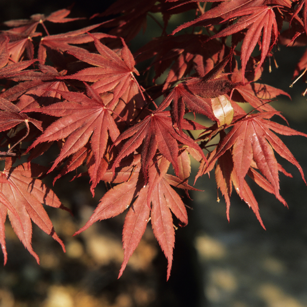 Érable du Japon 'Red Imperor' Acer palmatum 'Red Imperor'
