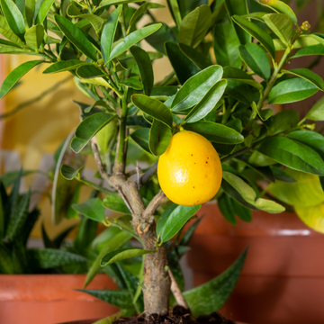 Limequat Citrofortunella - Citrus floridana