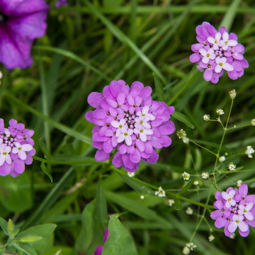 Iberis à fleur mauve - Iberis absolutely amethyst