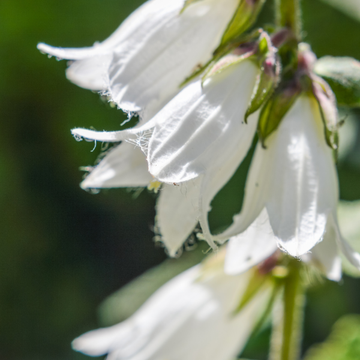 Campanule punctata blanche - Campanula punctata alba