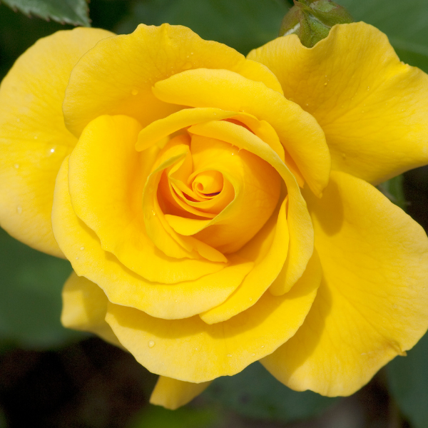Rosier à massif 'Melgold' - Rosa polyantha 'Melgold'