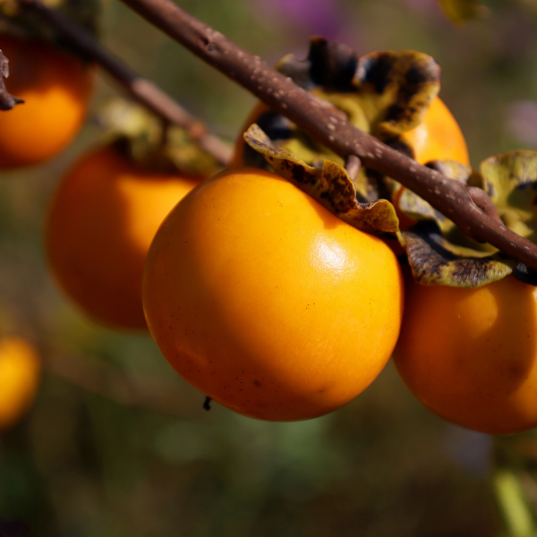 Plaqueminier, Kaki 'Cioccolatino'- Diospyros kaki 'Cioccolatino'