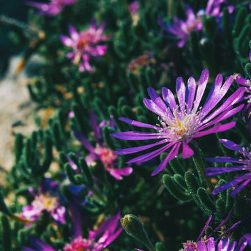 Pourpier de Cooper - Delosperma cooperi