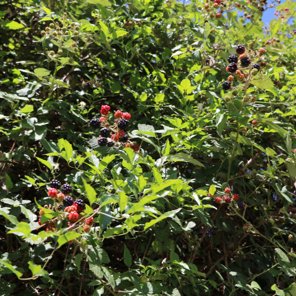 Ronce 'Thornfree' / triple crow - Rubus 'Thornfree' / triple crow