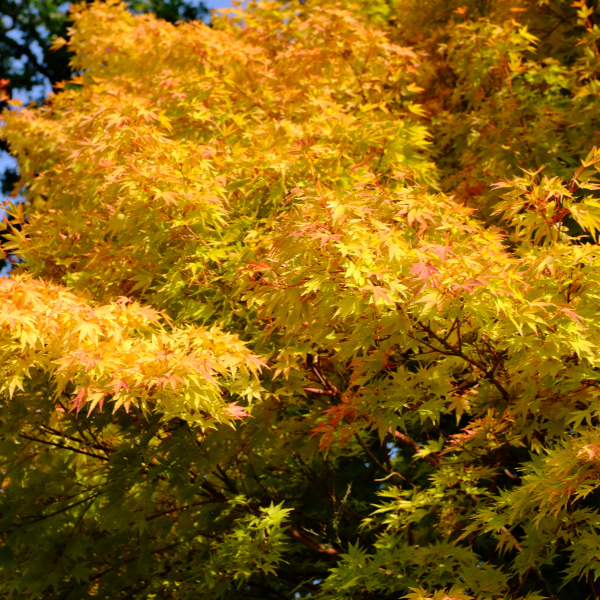Érable du Japon 'Sango Kaku' - Acer palmatum 'Sango Kaku'