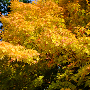 Érable du Japon 'Sango Kaku' - Acer palmatum 'Sango Kaku'