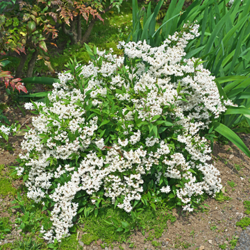 DEUTZIA Gracilis Nikko