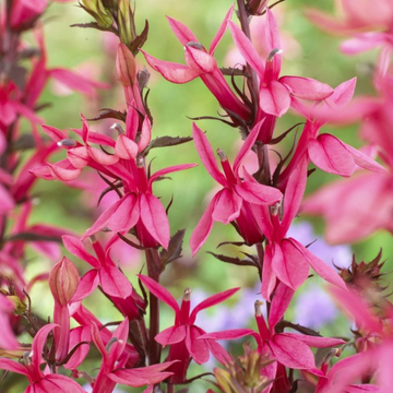 Lobelia Rose - lobelia Speciosa Fan Rose
