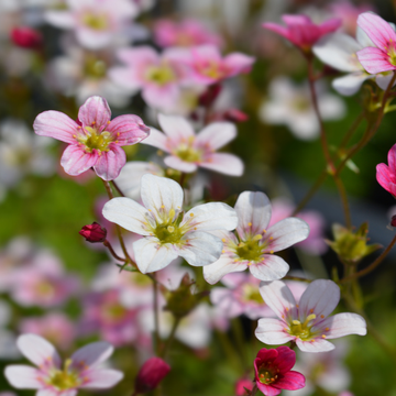 Saxifrage rose clair - Saxifraga X arendsii TOURAN PINK