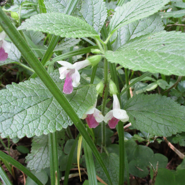 Mellitis - Melittis melissophyllum 'Royal Velvet Distinc
