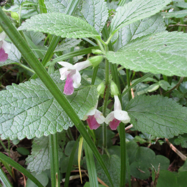 Mellitis - Melittis melissophyllum 'Royal Velvet Distinc