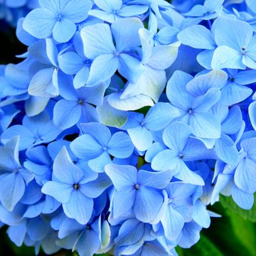 Hortensia macrophylla  'Adria' - Hydrangea macrophylla 'Adria'