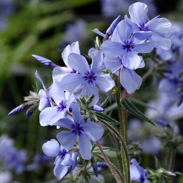 Phlox divaricata Chattahoochee