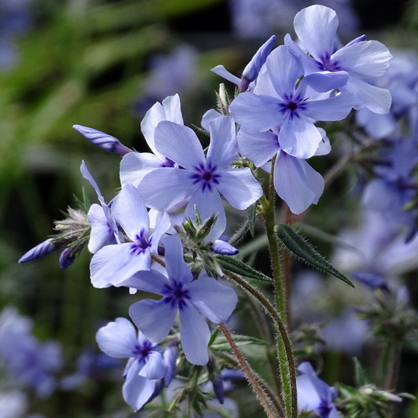 Phlox divaricata Chattahoochee