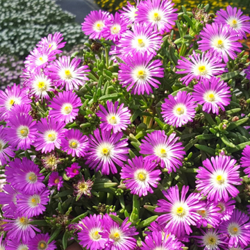 Pourpier Vivace Violet Foncé Coeur Violet Pâle - Delosperma 'Wow Violet Wonder'