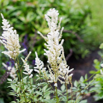 Astible Blanche