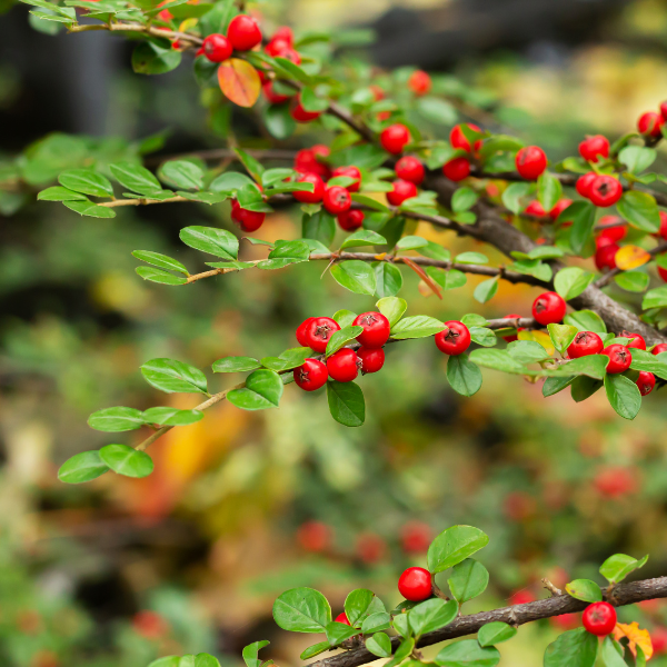 Buisson ardent coccinea Mohave