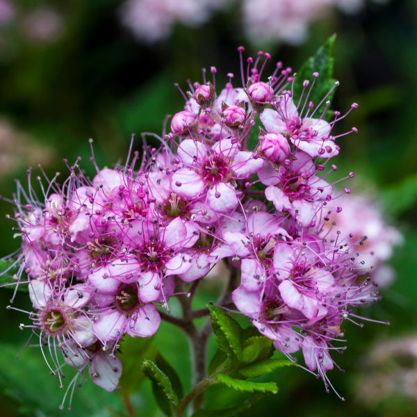 Spirea Japonica Golden Princess