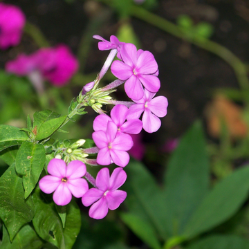 Phlox carolina 'Bill Baker' - Phlox carolina 'Bill Baker'