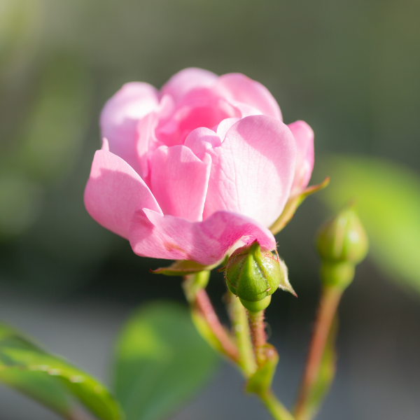 Rosier à massif 'The Fairy' - Rosa polyantha 'The Fairy'