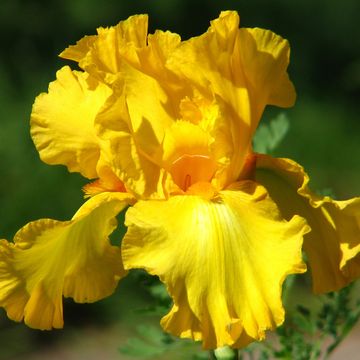 Iris des jardins 'Granada gold' - Iris germanica 'Granada gold'
