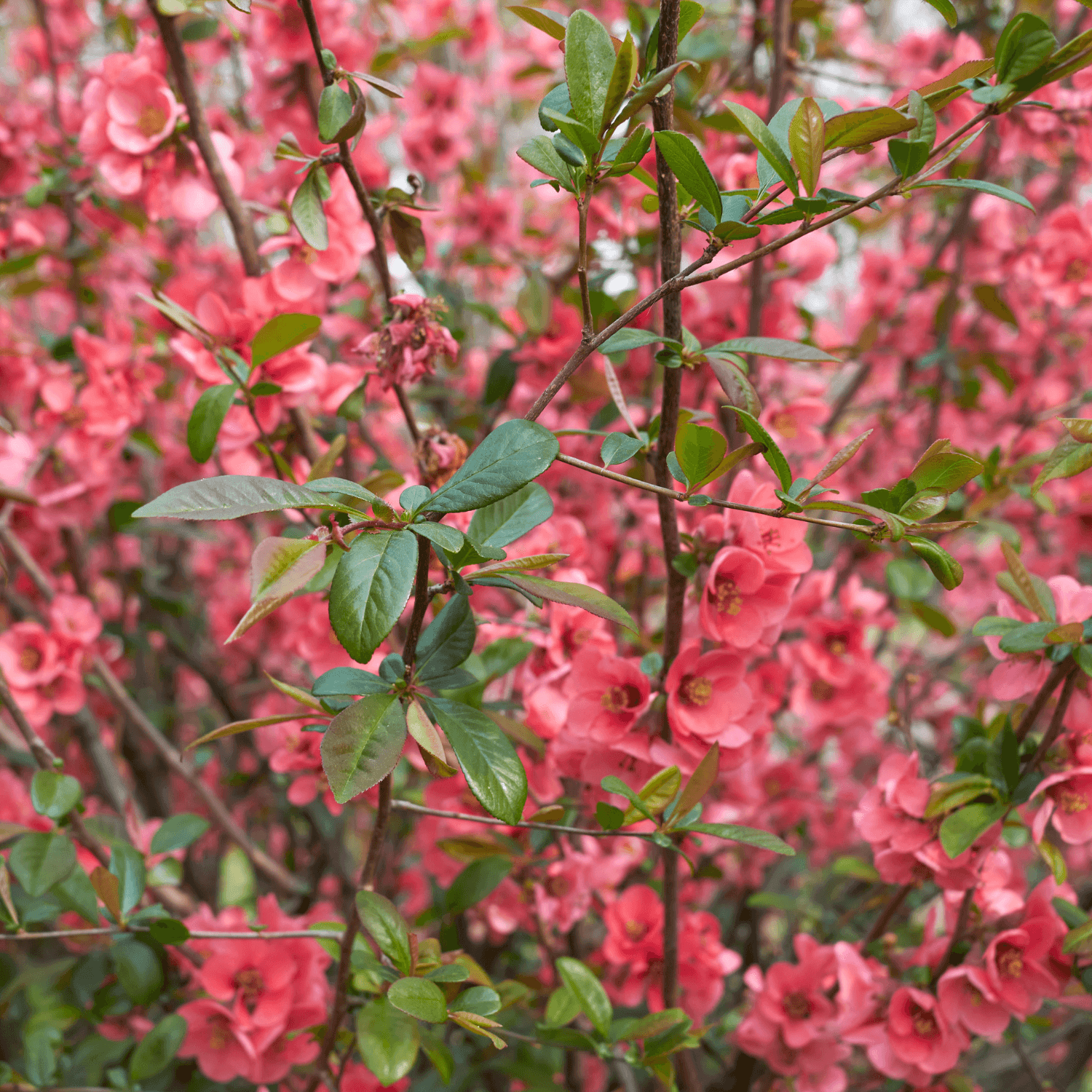 Cognassier du Japon 'Eximia' - Chaenomeles speciosa 'Eximia' - FLEURANDIE