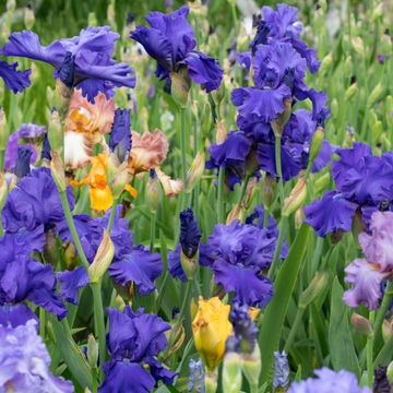 Iris des jardins 'tuxedo' - Iris germanica 'Tuxedo'