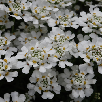Corbeille d'argent, Thlaspi - Iberis sempervirens
