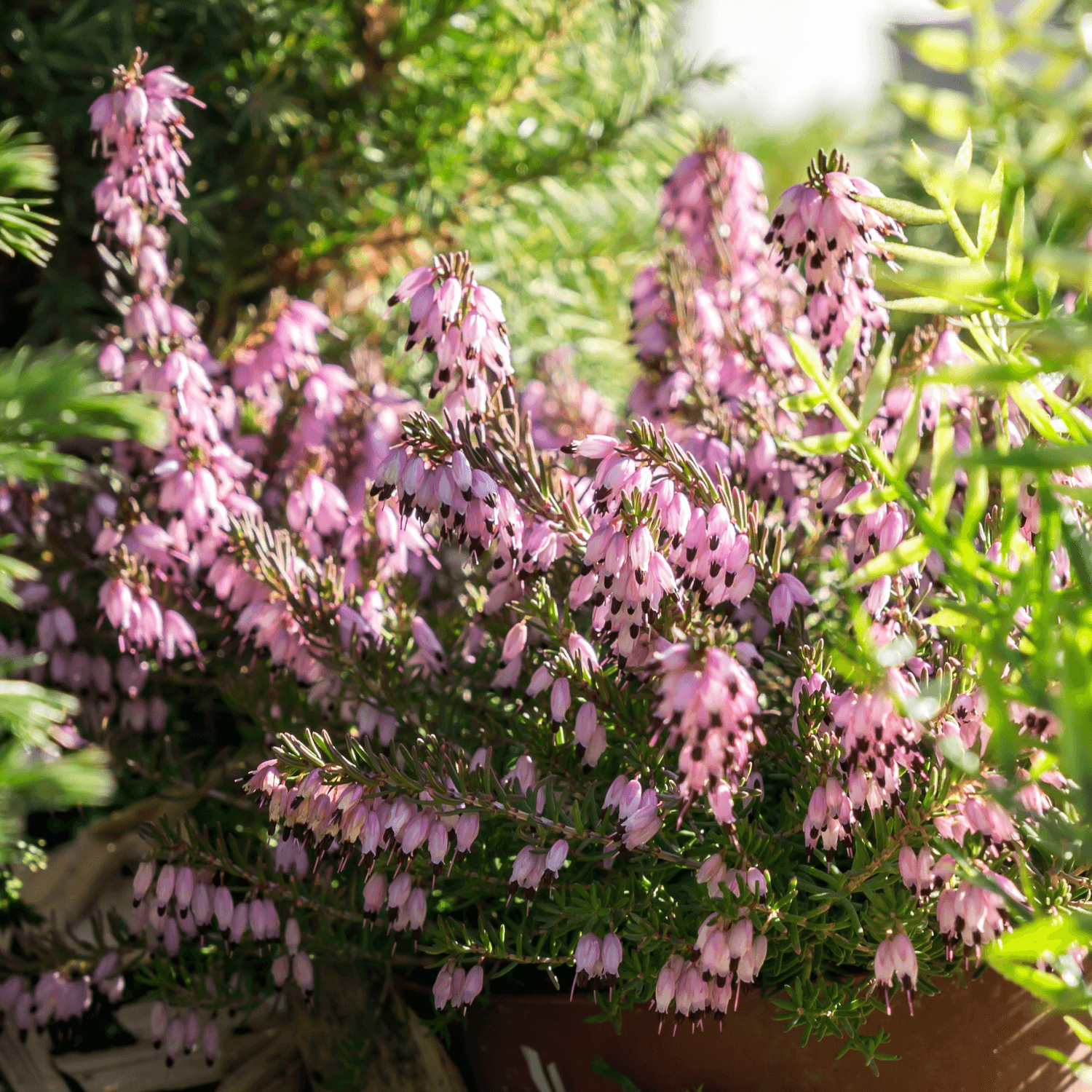 Bruyère des neiges 'J.W. Porter' - Erica darleyensis 'J.W. Porter' - FLEURANDIE