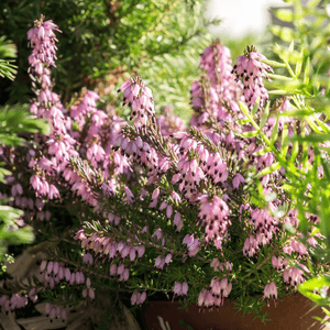 Bruyère des neiges 'J.W. Porter' - Erica darleyensis 'J.W. Porter' - FLEURANDIE
