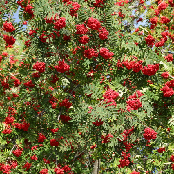 Sorbier des oiseaux - Sorbus aucuparia