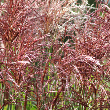 Miscanthus Sinensis Red Cloud®
