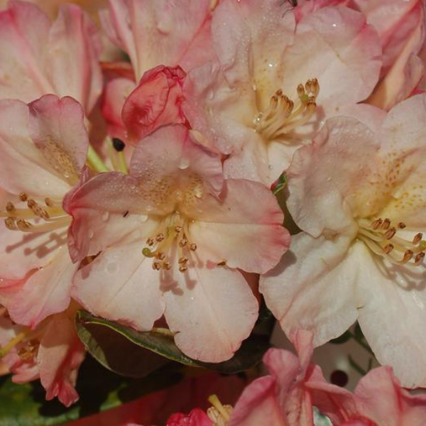 Rhododendron yakushimanum 'Percy Wiseman' - Rhododendron yakushimanum 'Percy Wiseman'